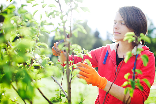 Young woman pruning bushes