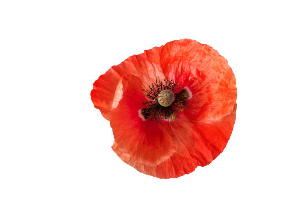 istock bright red poppy flower isolated on white, top view 1098250410