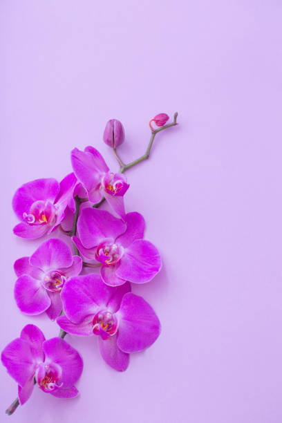 istock the beautiful orchid flowers 1098250718