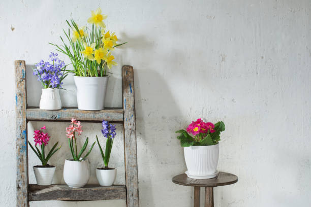 istock spring flowers on background old white wall 1098250798