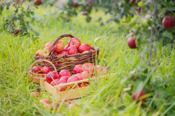 istock red apples on green grass in orchard 1098250918