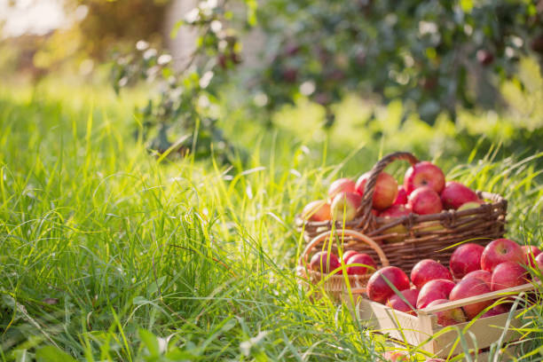 istock red apples on green grass in orchard 1098250920