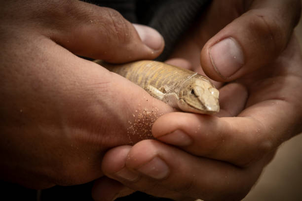 istock Close up of desert lizard in man's hand. 1098251760