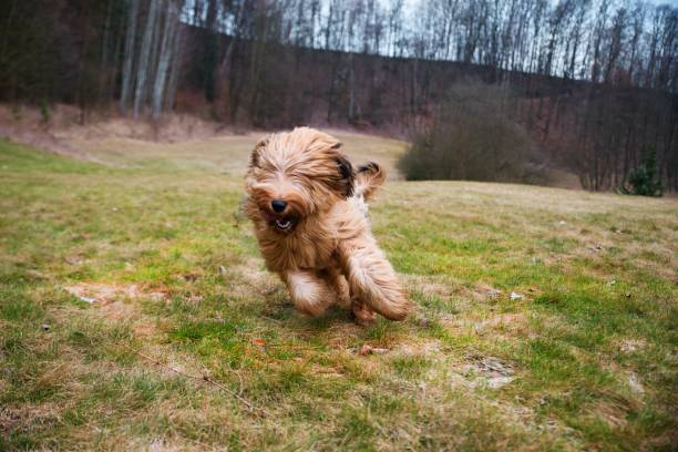 istock Young dog briard runs on pasture. 1098253624