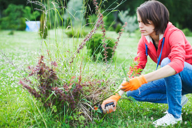 istock Young woman pruning bushes 1098255496