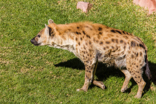 gefleckte hyäne crocuta crocuta, zu fuß auf dem rasen - portrait spotted hyena field africa stock-fotos und bilder