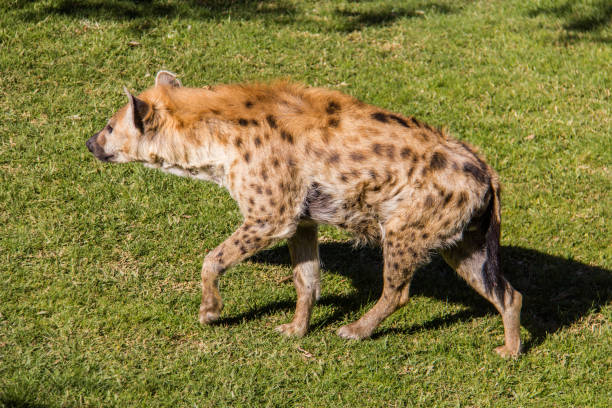 hiena plamista, crocuta crocuta, chodzenie po trawie - portrait spotted hyena field africa zdjęcia i obrazy z banku zdjęć