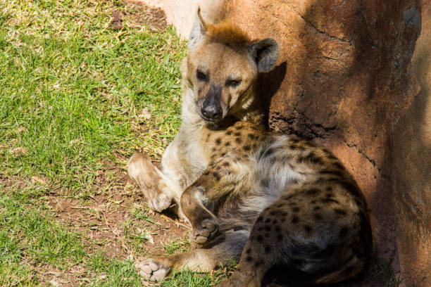 gefleckte hyäne crocuta crocuta, verlegung auf dem rasen - portrait spotted hyena field africa stock-fotos und bilder