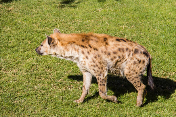 gefleckte hyäne crocuta crocuta, zu fuß auf dem rasen - portrait spotted hyena field africa stock-fotos und bilder