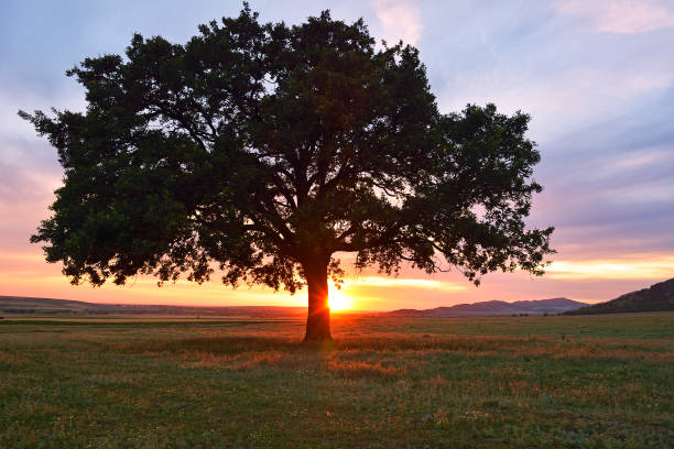 istock Beautiful and old Oak at the sunset 1098260686