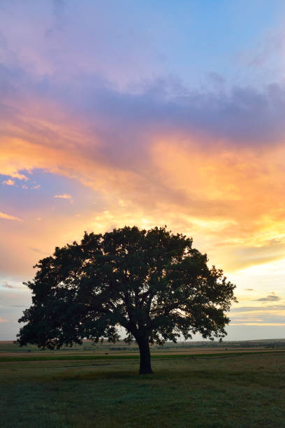 istock Beautiful and old Oak at the sunset 1098260956