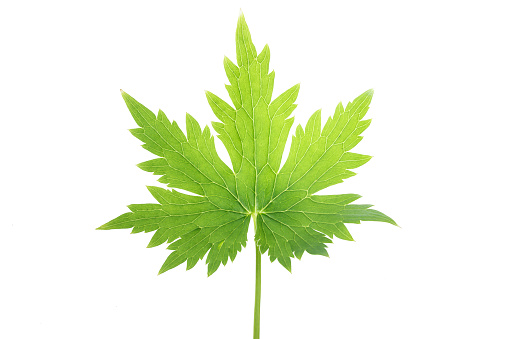 Green Maple Leaf as a spring and summer seasonal themed nature concept also an icon of the fall weather on an isolated white background.
