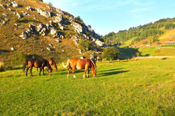 istock Horse on a green grass 1098263932