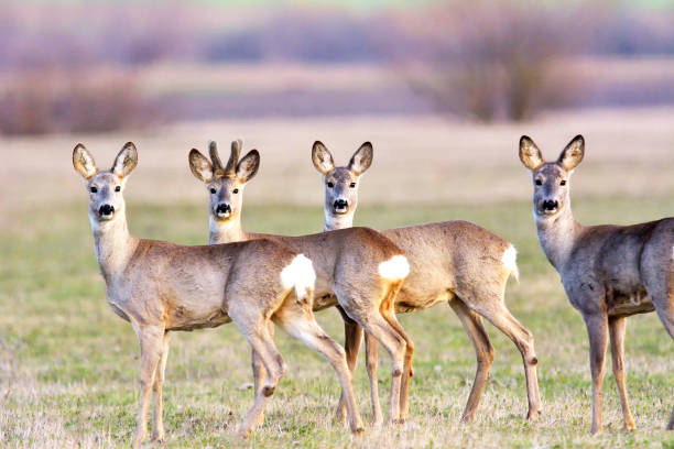 istock troop of roe deer 1098264346