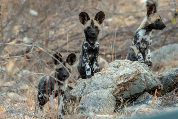 istock Wild Dog pups in the wild 1098266982