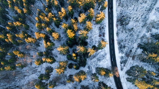 istock Illuminated treetops - aerial view 1098267024