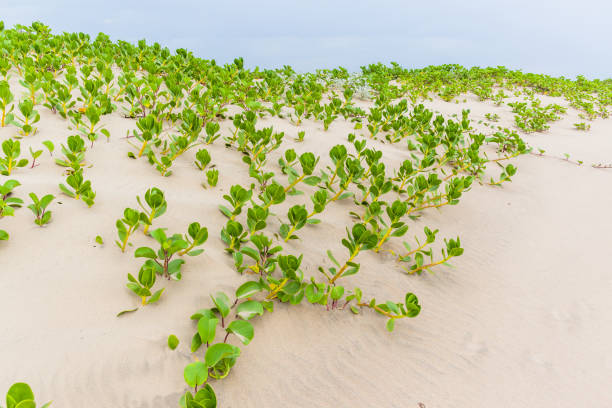 istock Beach Sand Dune Scrub Plants Landscape 1098267254