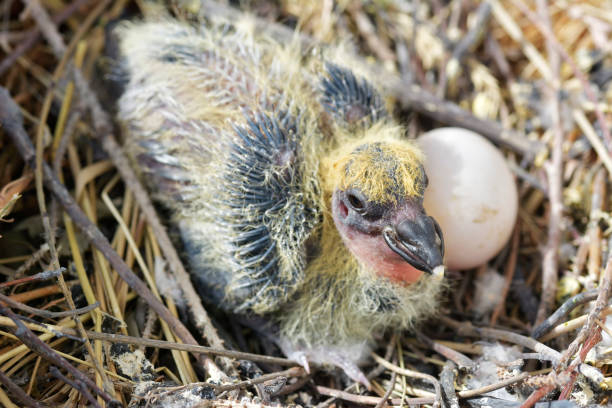 istock Baby Dove in Nest 1098269836