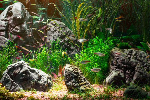 istock Colorful aquarium in home interior 1098270272