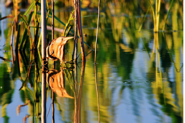 긴 부리를 가진 새, 희귀 조류, 물새, 물고기 찾기 ixobrychus minutus - waterbirds 뉴스 사진 이미지