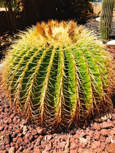 istock Green cacti in spring in nature, Israel. Macro shot. 1098270676