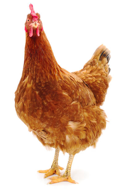poule brune isolée. - agriculture chicken young animal birds photos et images de collection