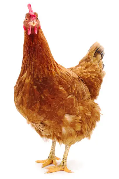 Young brown hen isolated on white background.