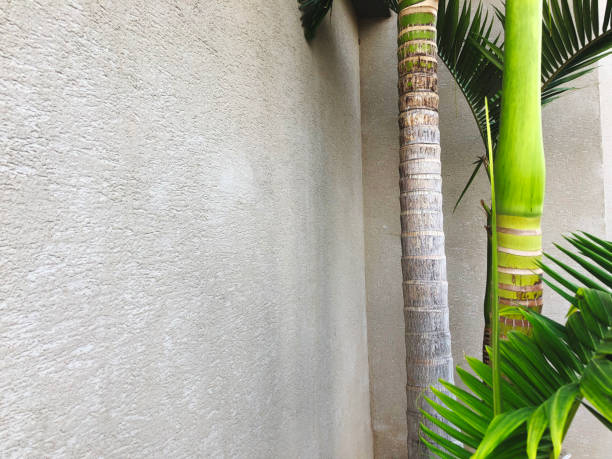 istock Palm tree against the wall on a sunny day 1098275924