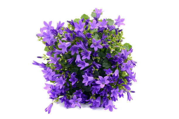 istock top view of blue bellflowers (Campanula poscharskyana) 1098276072