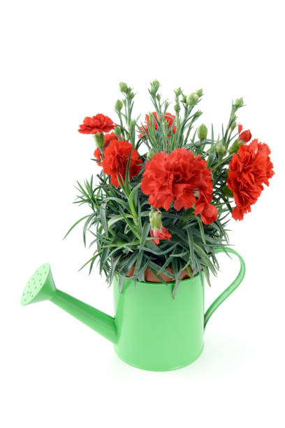 istock red carnation flower in  water can. white isolated background. 1098276190