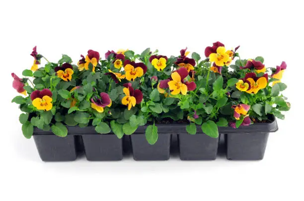 Photo of tray of pink pansy flower seedlings. isolated background.