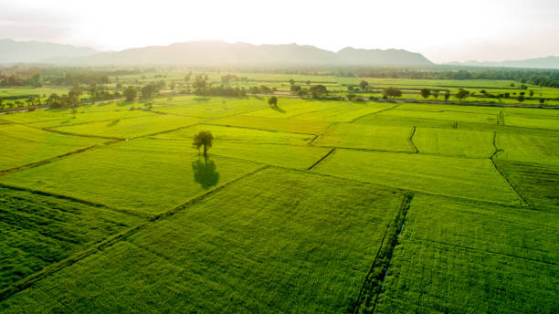 istock Wheat field landscape sunrise. Shot by drone on top view. 1098276406