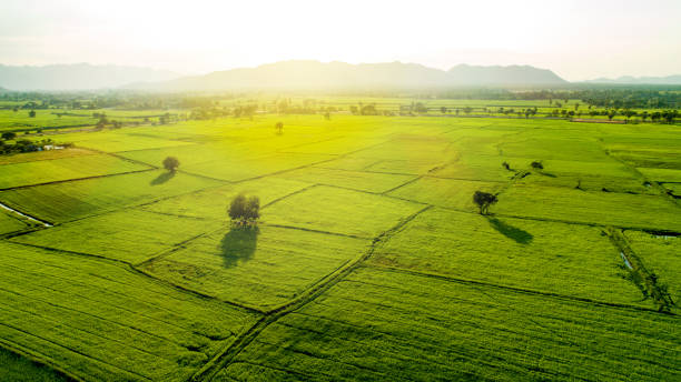 istock Wheat field landscape sunrise. Shot by drone on top view. 1098276470