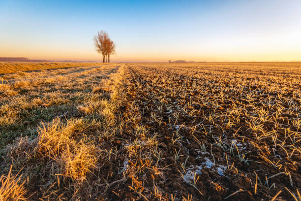 istock Small winter wheat plants in wintertime 1098277426