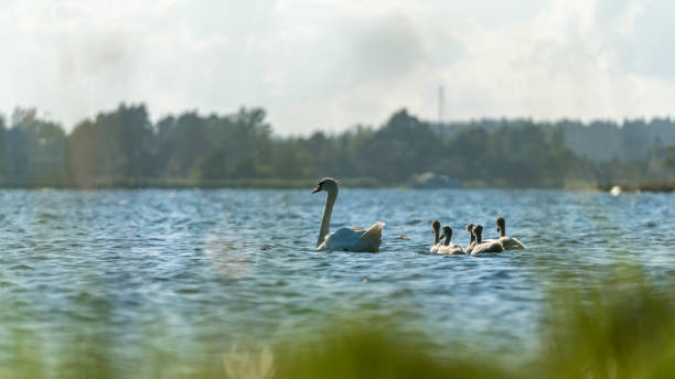 istock Swan familiy 1098279922