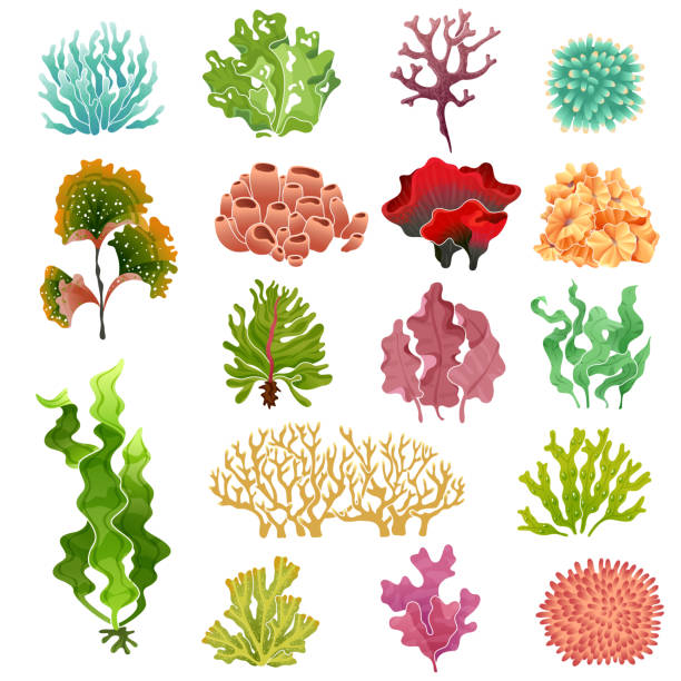 illustrazioni stock, clip art, cartoni animati e icone di tendenza di corallo e alghe. flora sottomarina, alghe d'acqua di mare alghe d'acquario e coralli. insieme vettoriale di piante oceaniche - seaweed sea pattern green