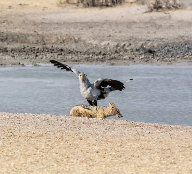 istock Secretarybird And Jackal 1098283444
