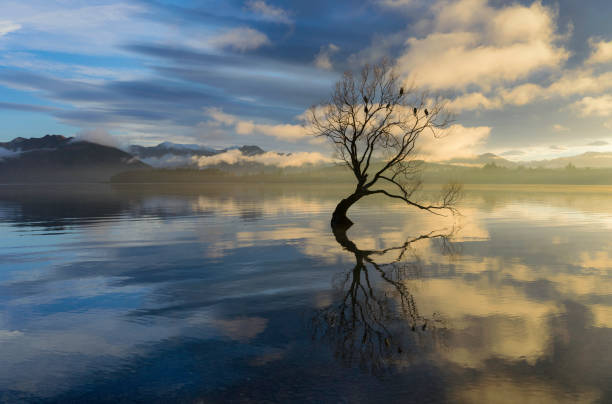 istock Sunrise At Lake Wanaka's Famous Tree 1098287286