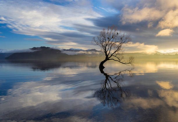 istock Sunrise At Lake Wanaka's Famous Tree 1098287350
