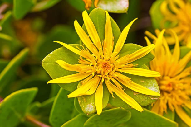 Yellow multi-petaled wildflower on shrub