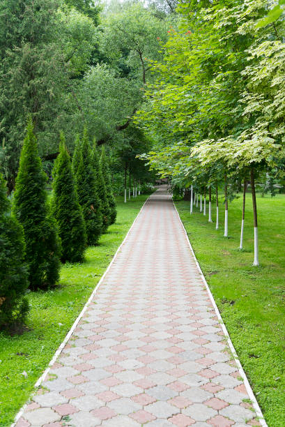 istock Trees and trees along the track. 1098289860