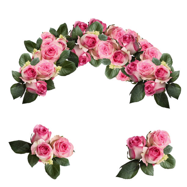 Beautiful pink and white rose flowers with leaves arranged and isolated over a white background. Image shot from top view.