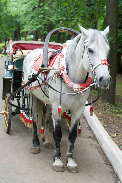 istock The horse and carriage. 1098292768