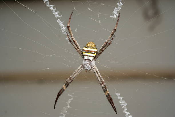 croix de st andré - cross spider photos et images de collection