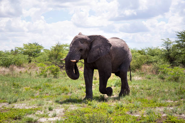 słoń w parku narodowym hwange. - hwange national park zdjęcia i obrazy z banku zdjęć