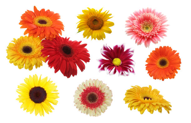 istock Gerbera, chamomile, sunflower lower isolated on white. Collection. 1098300204