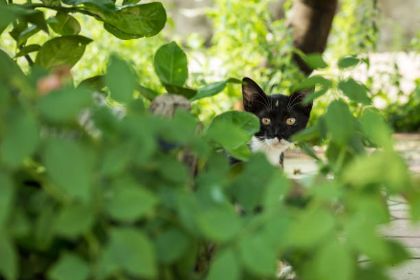 istock Domestic Black Cat Staring at Camera 1098300836