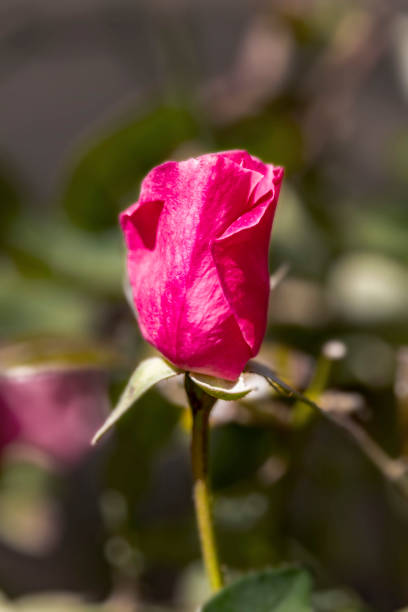 istock Bud of a pink rose on a blurred background 1098303740