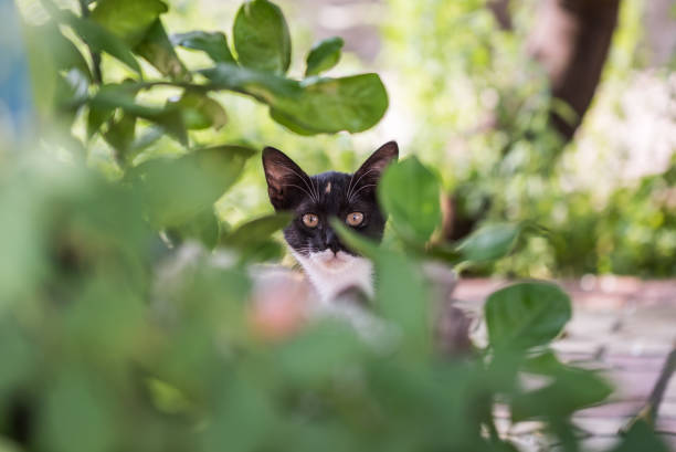 Domestic Black Cat Staring at Camera from behind the shrub