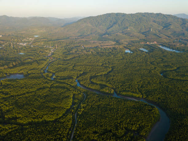 istock Big Mangrove forest at Phang nga province 1098304264